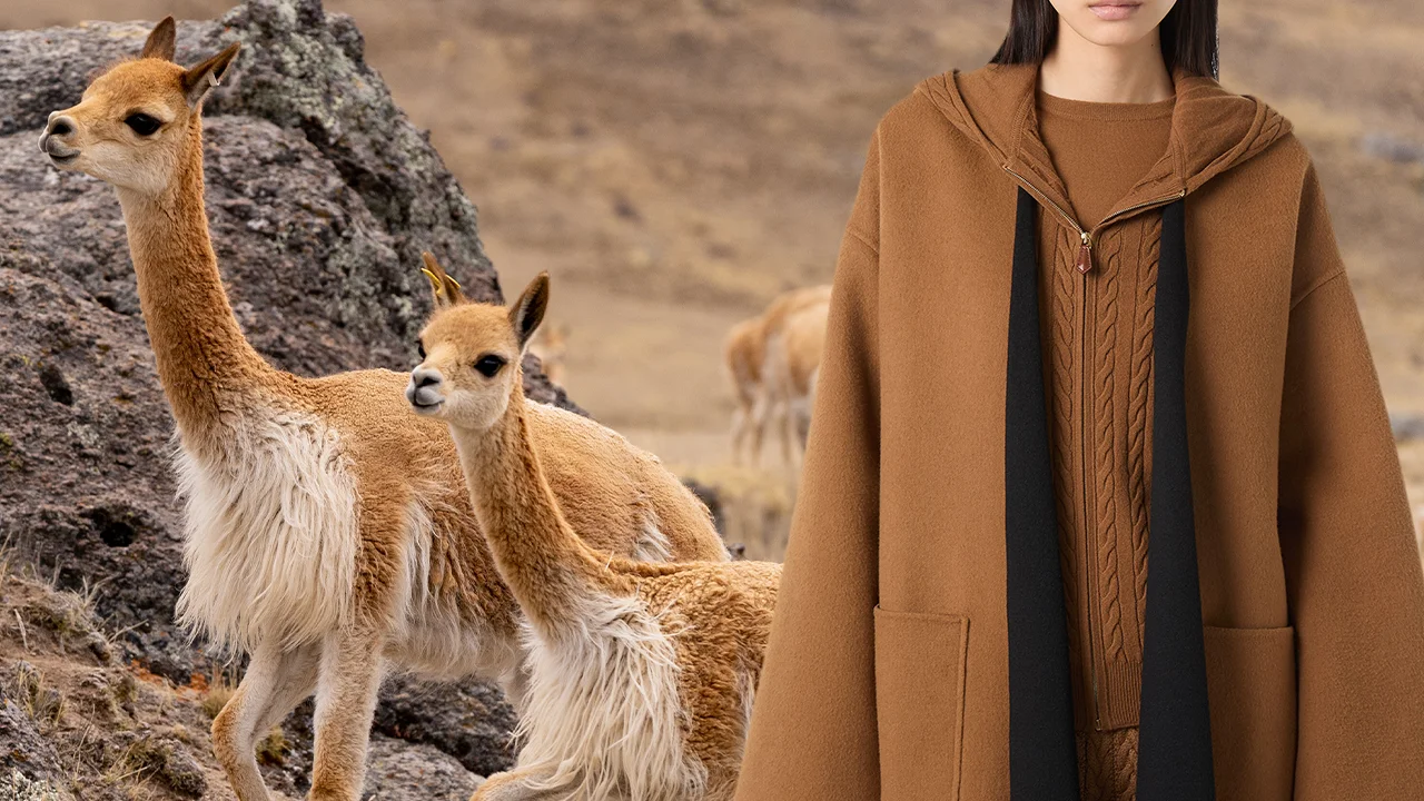 รู้จักผ้า Vicuña เส้นใยแพงที่สุดในโลก ทองคำแห่งแอนดีส
