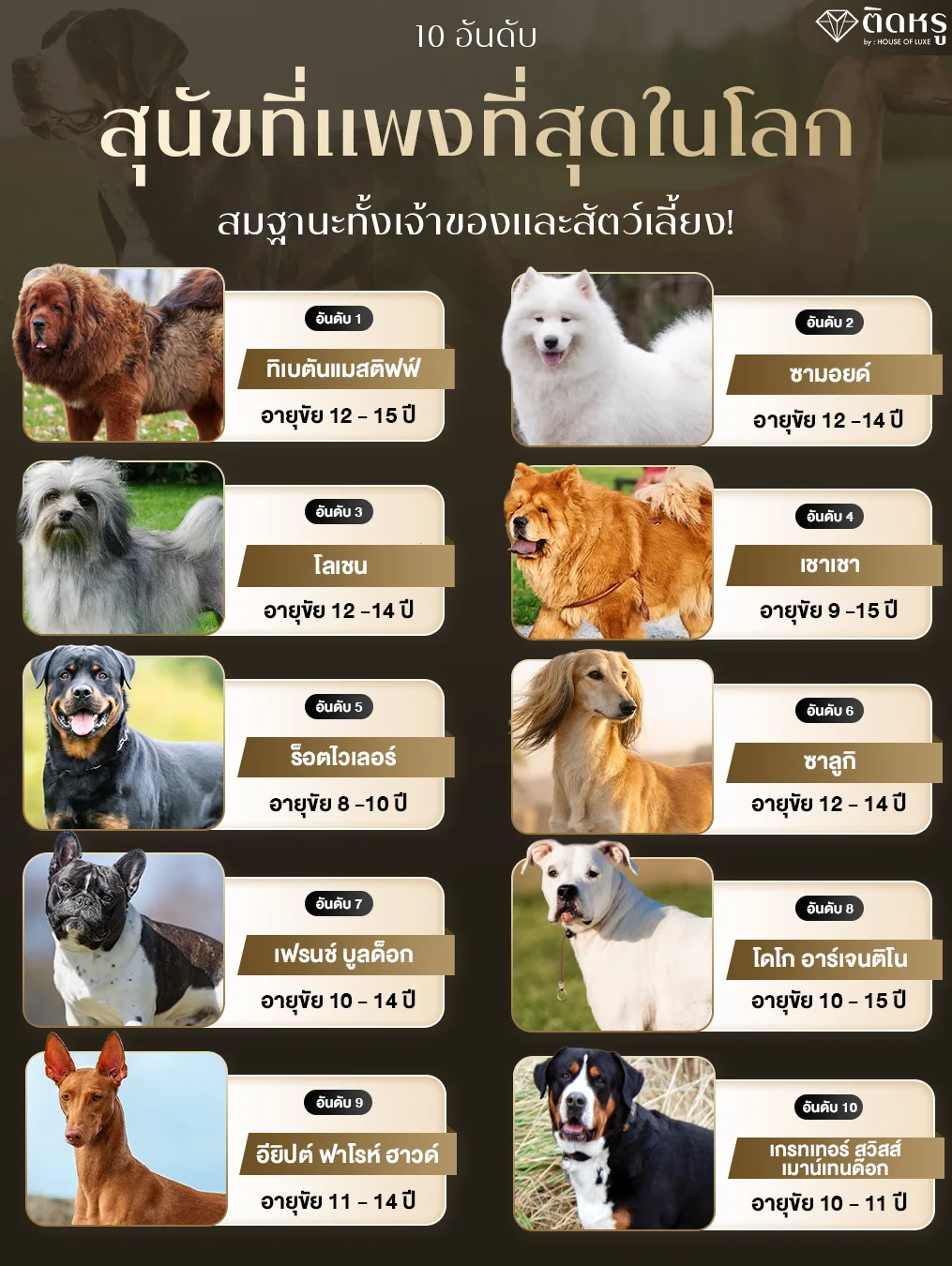 10 อันดับน้องหมาที่มีค่าตัวสูงที่สุดในโลก