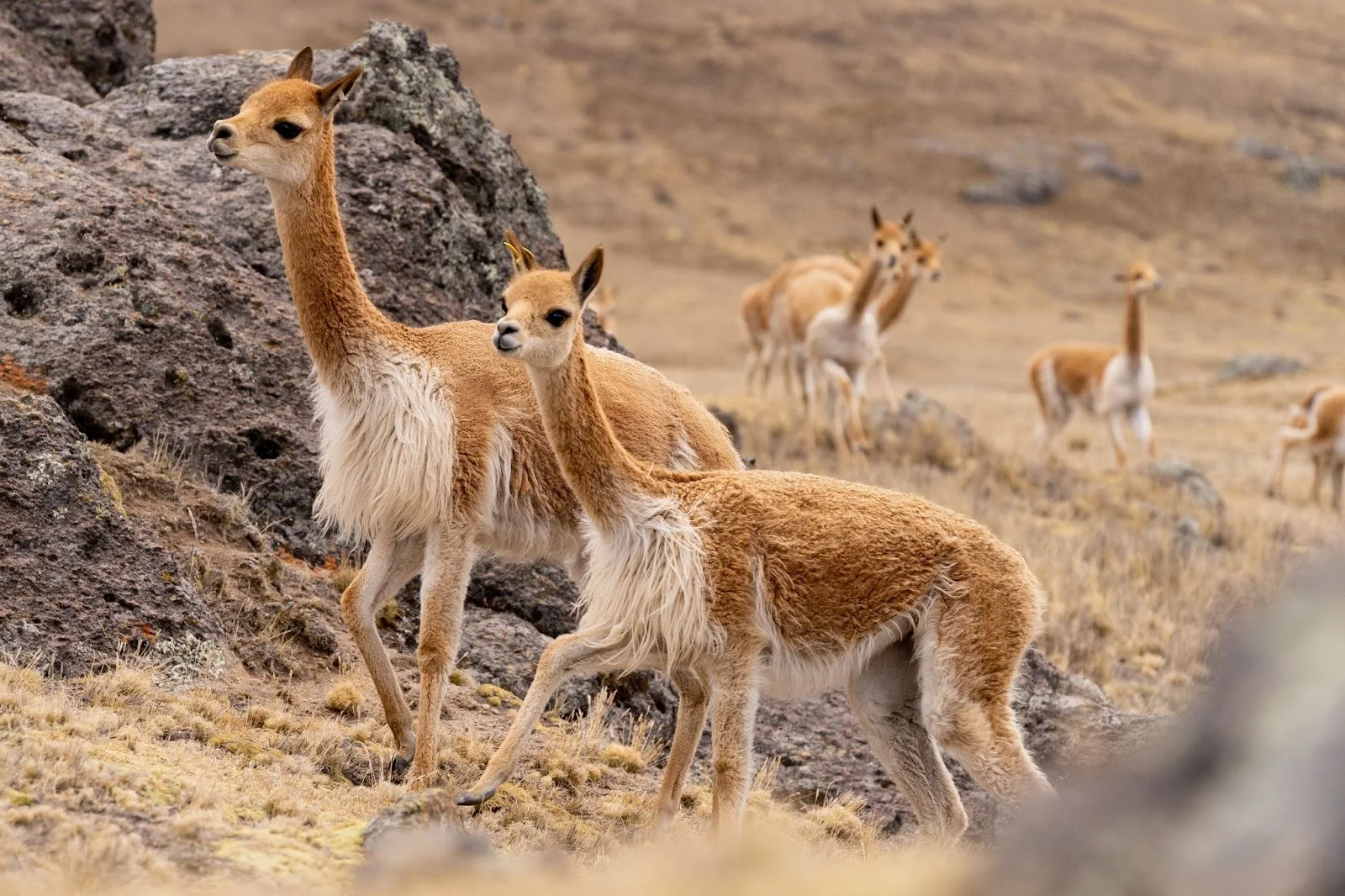 ตัววิคูญ่า (Vicu&ntilde;a) สัตว์ตระกูลอูฐบนเทือกเขาแอนดีสในเปรู
